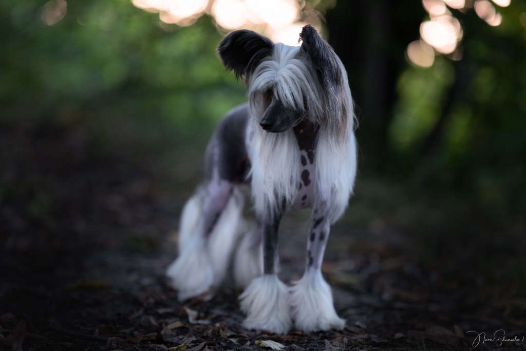 Forest Cookie Modern Family