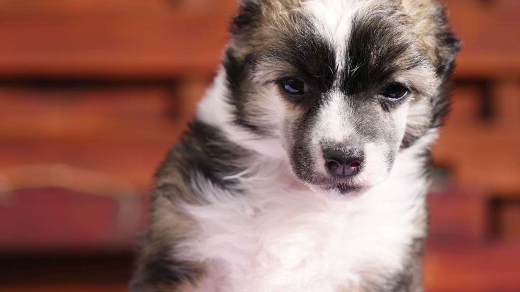 Forest Adventure Modern Family