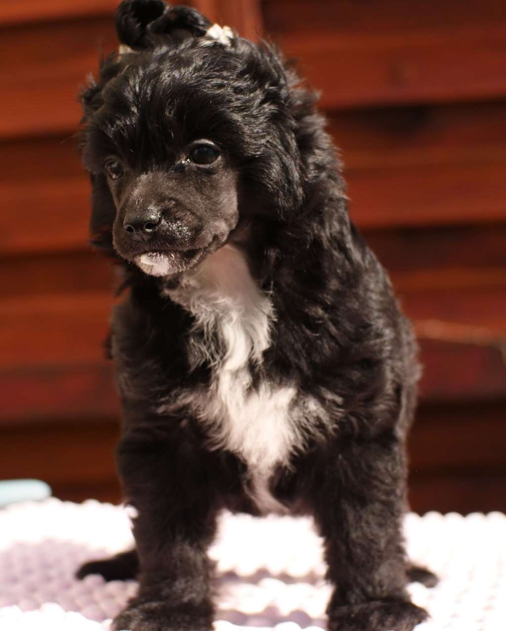 Forrest Gump Modern Family