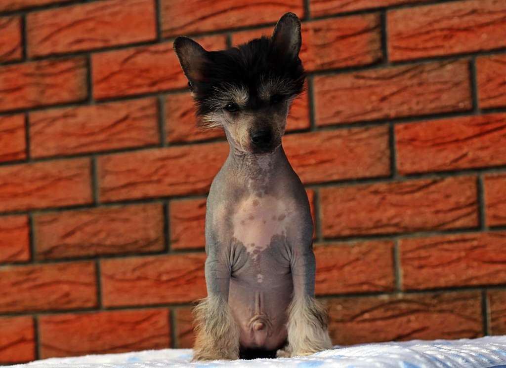 Jalapeno Hot Italian Guy Magma