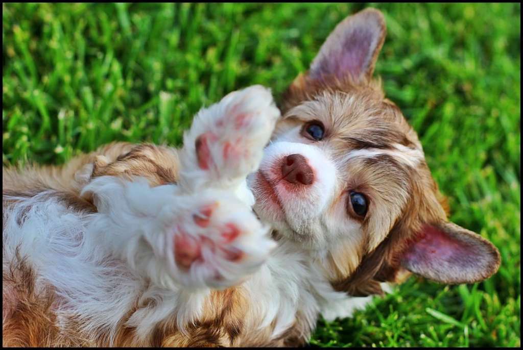 Jurmala Heart Of Amber Magma