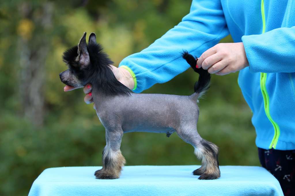 Incanto Del Mondo Yamamoto Style