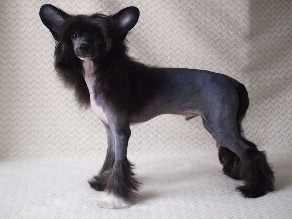 Anna Sky Kennel Real Love