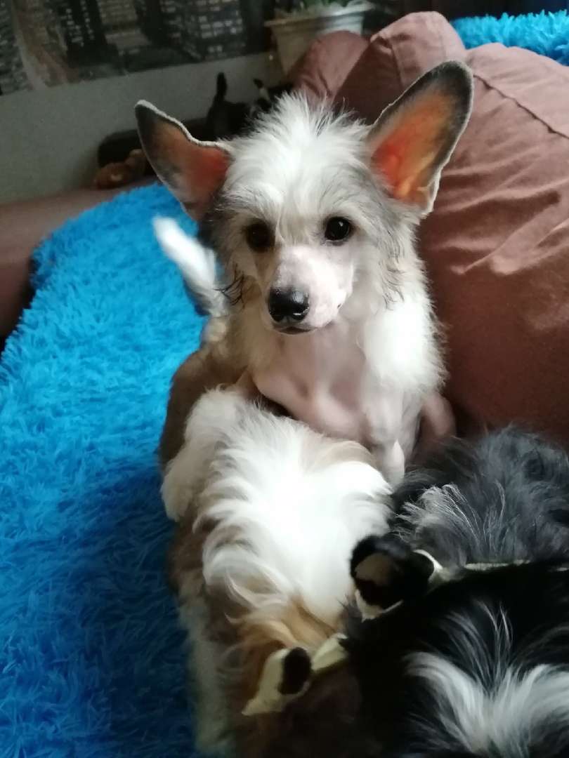 Anna Sky Kennel Rufus Du Sol