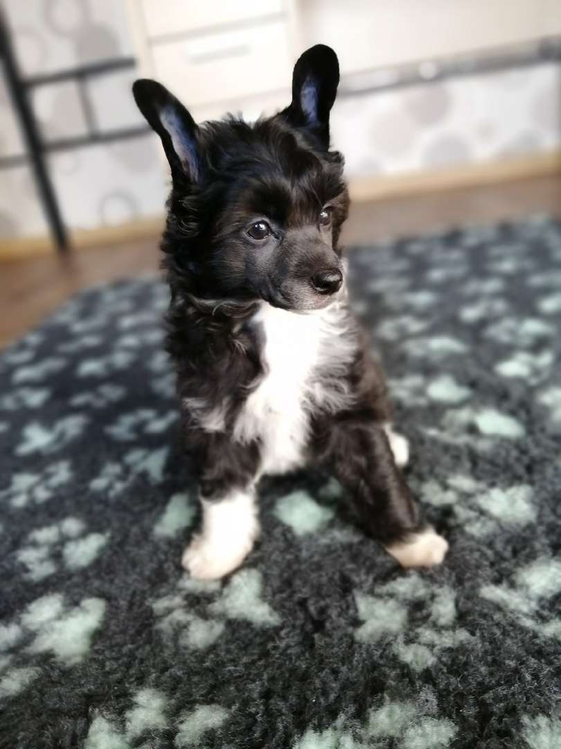 Anna Sky Kennel Rock n Roll Racing