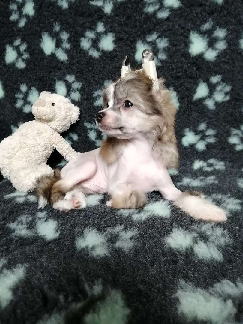 Anna Sky Kennel Royal Flush