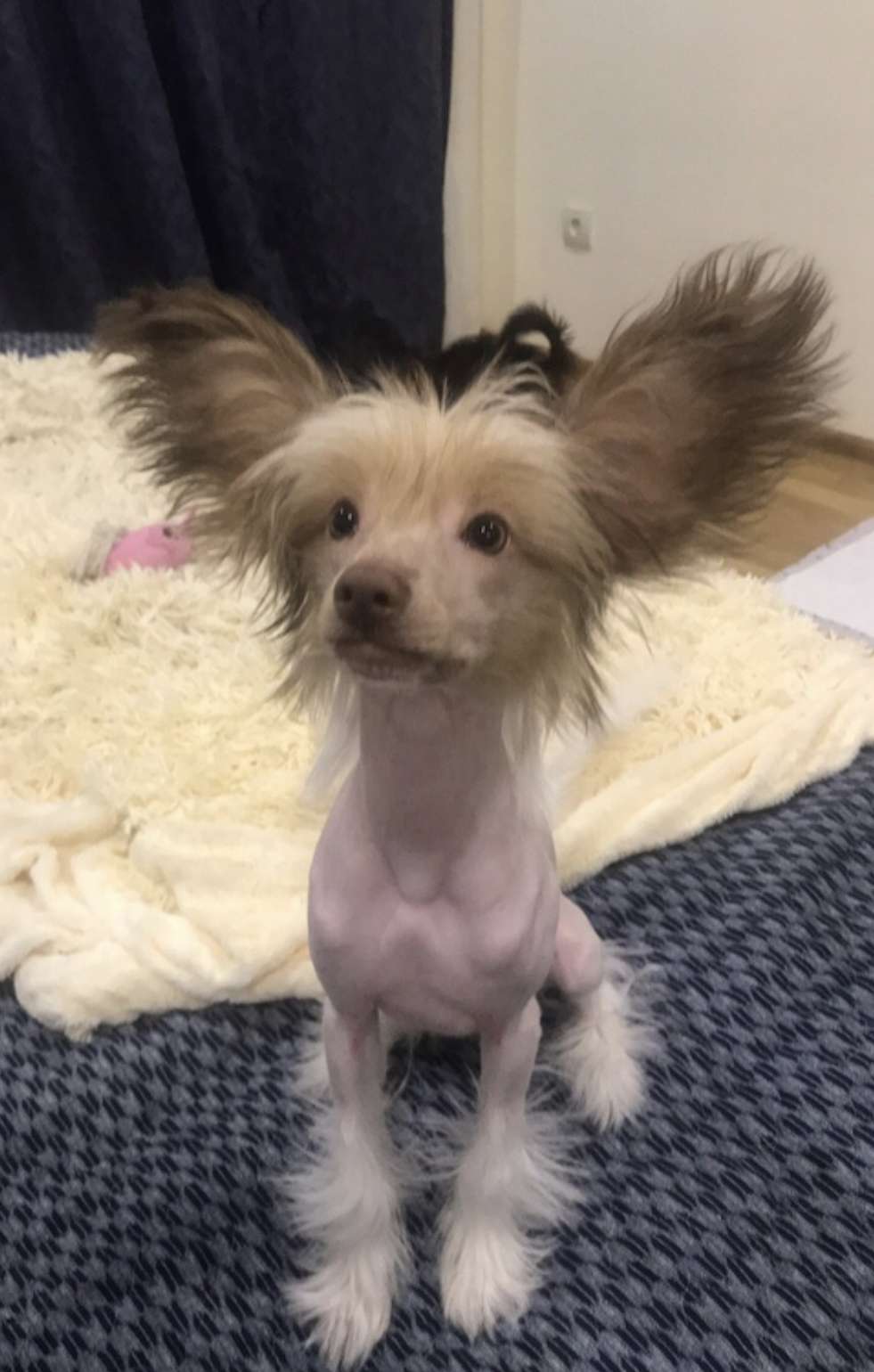 Dzhaz Yarkij Brilliant