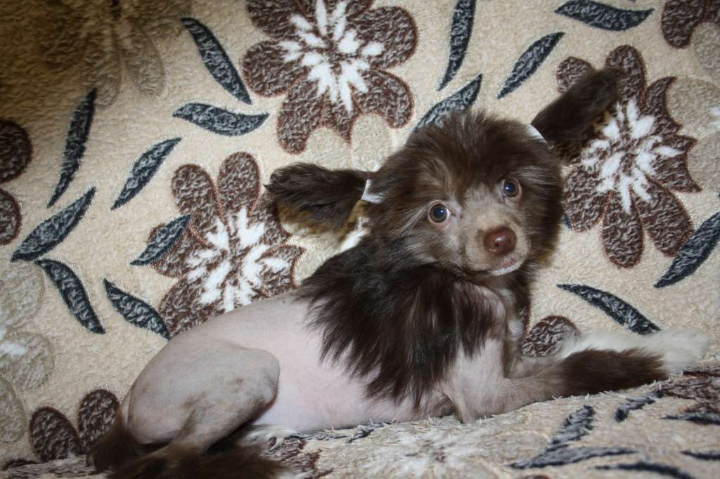 Divnyj Angel Yasmina