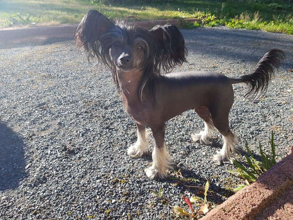 Kalimera's Chunkey Monkey