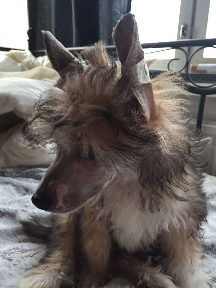 Black-Diva's The Hiro Inside