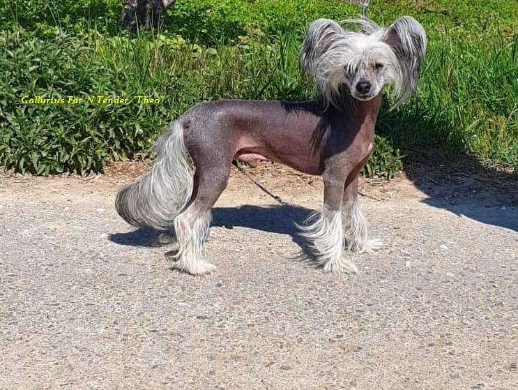 Gallurius Tar 'N Tender