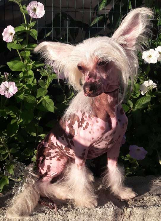 Gallurius Tricky Tempter