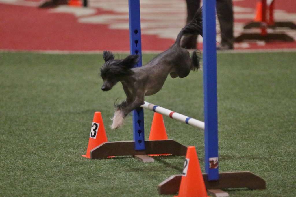 Pristine Princess Prestige Nobility