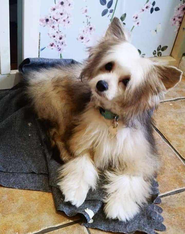 Parcauwen Daydream Believe