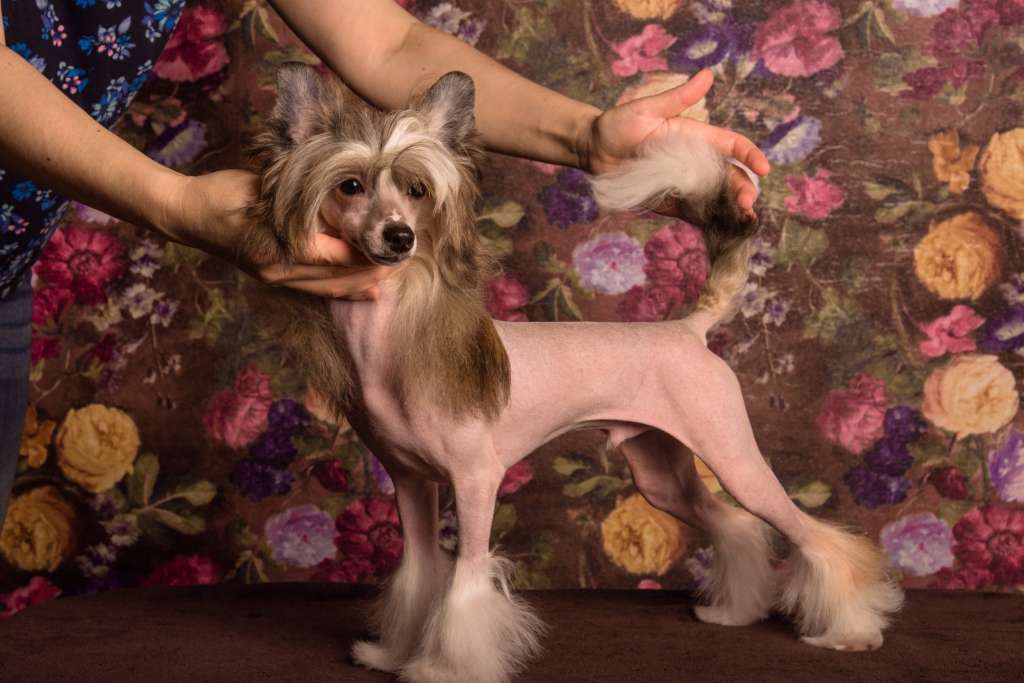 Anna Sky Kennel Simba