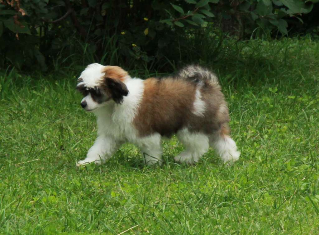 Show Galaktika Viktor