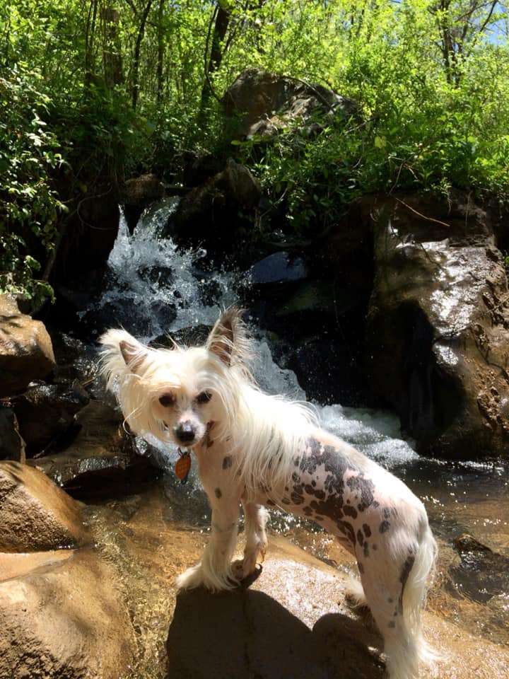 Dkchanell Brier Rose