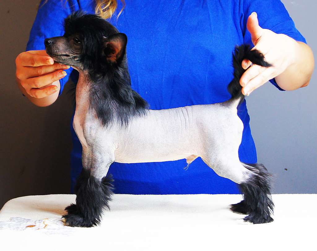 El Amor Aspera Astrum