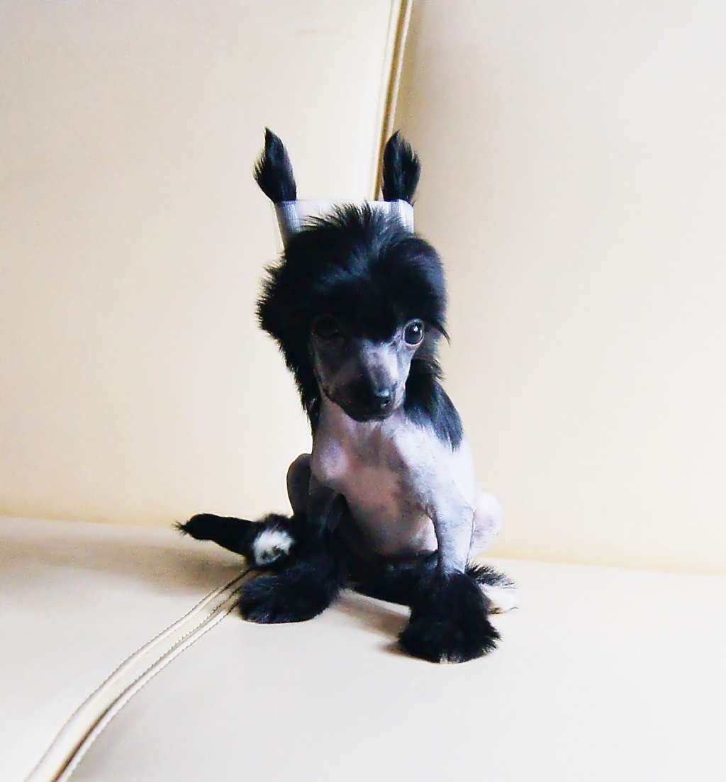 Espanica Aspera Astrum