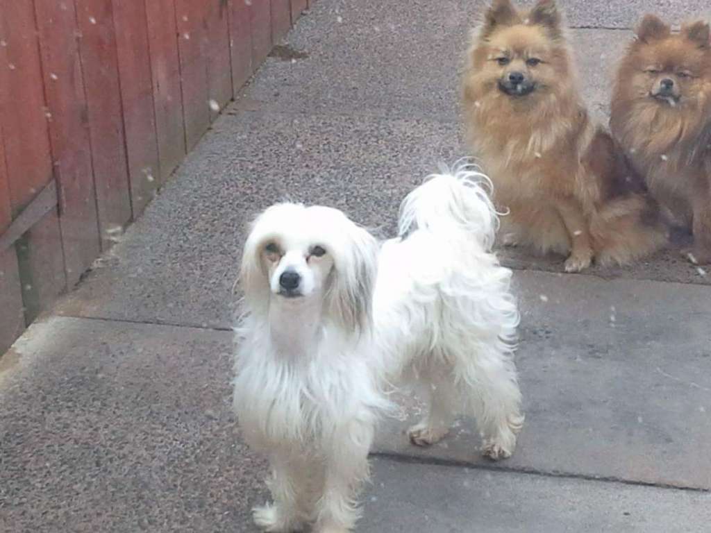 Buffnpuff Floppypoppy