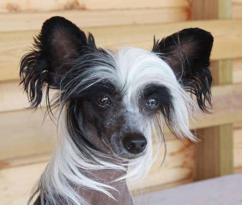 Cladary Triumph Gewilde Rose