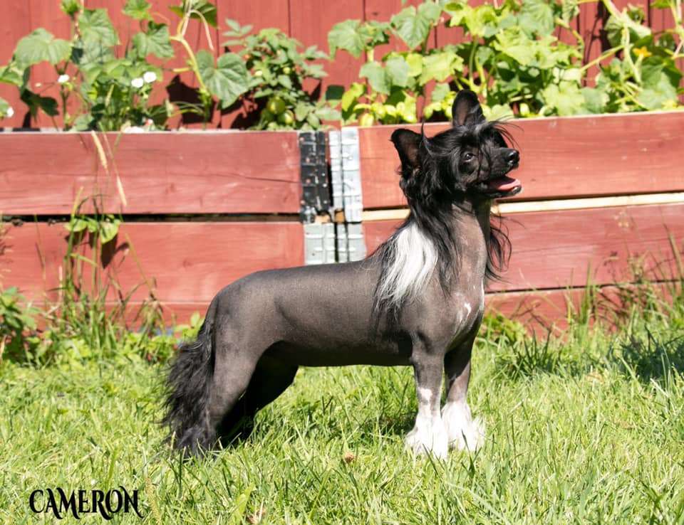 Cladary Triumph Gatera Ariel