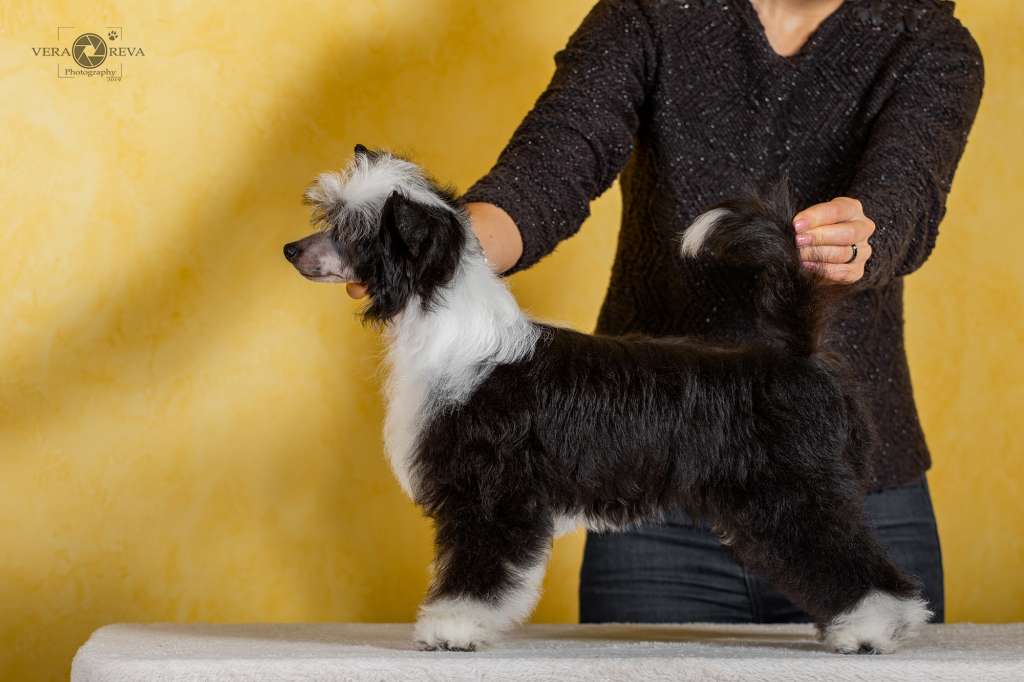 Cladary Triumph Gloria Gia