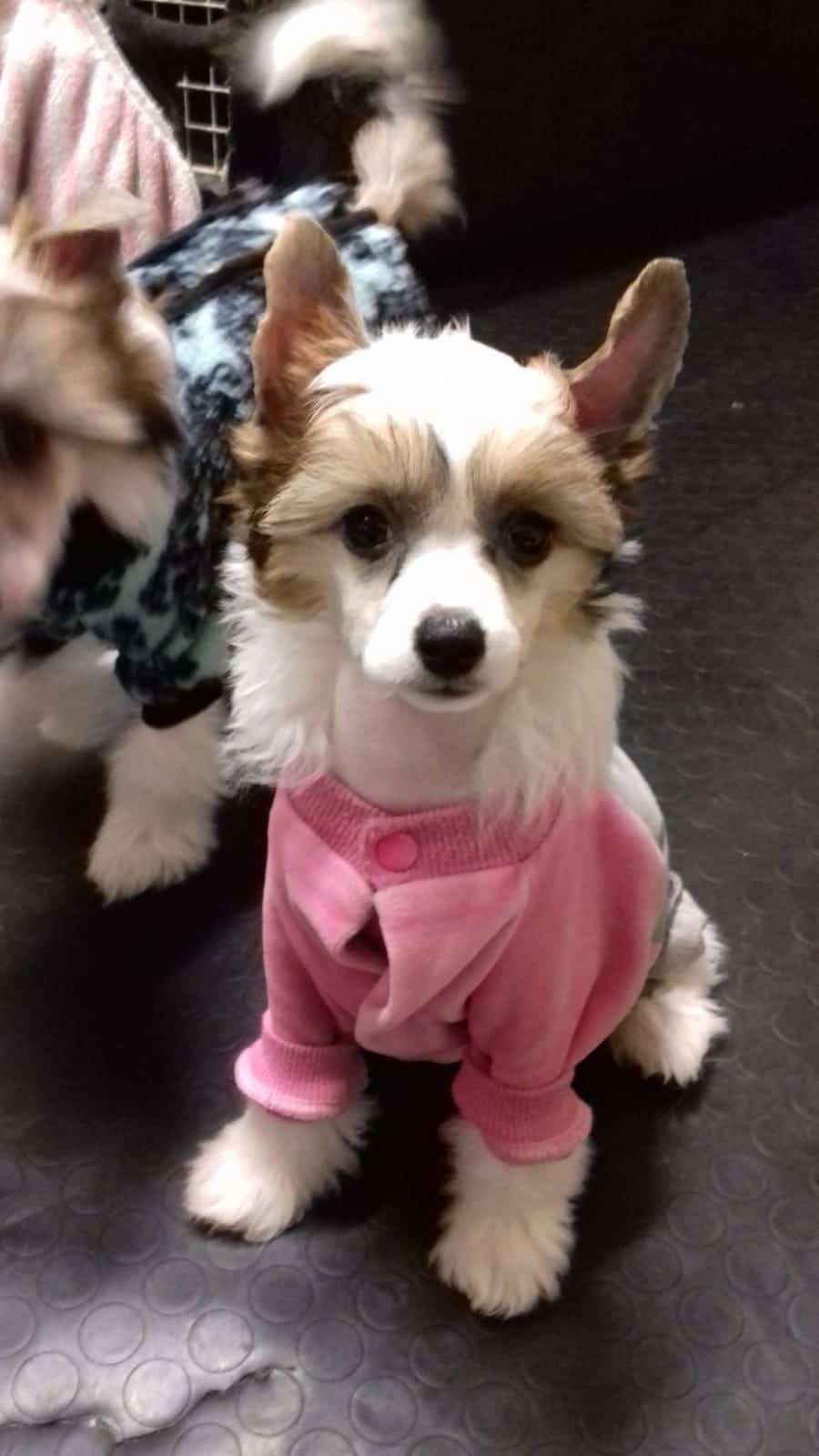 Dakota Rose Queen Of Revolution