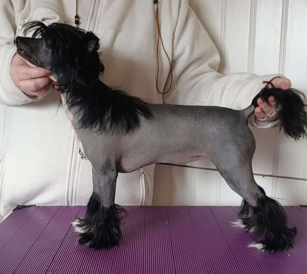 Tournais Winner Winner Buys Dinner