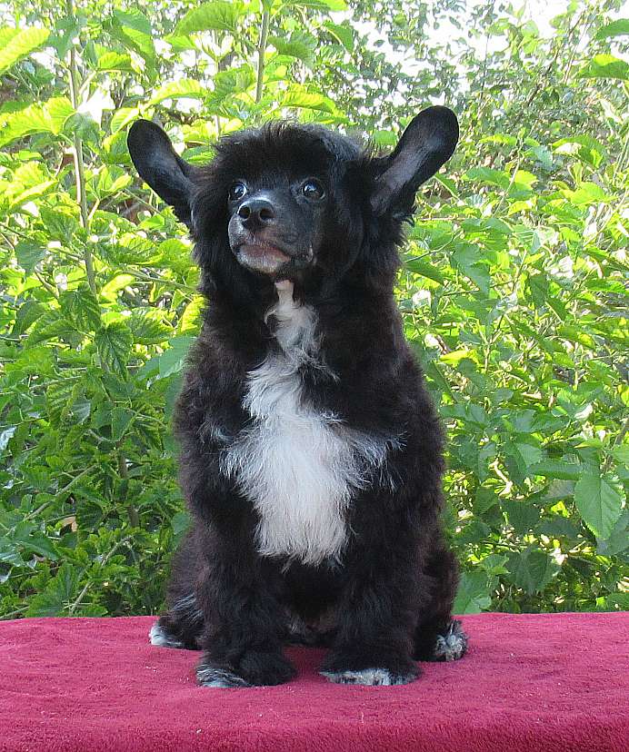 Naimuluna Line Caliostro (puff)