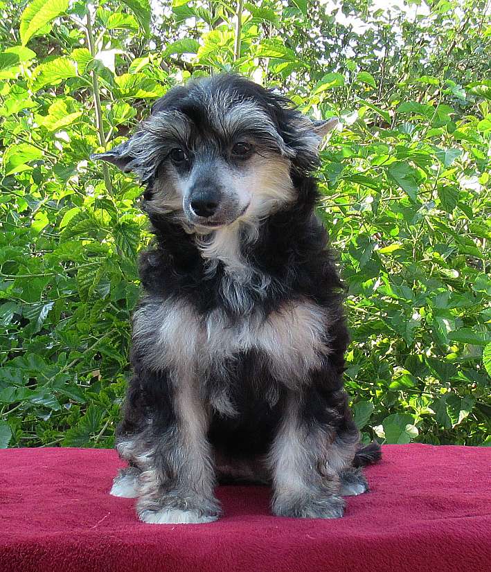 Naimuluna Line Consuelo