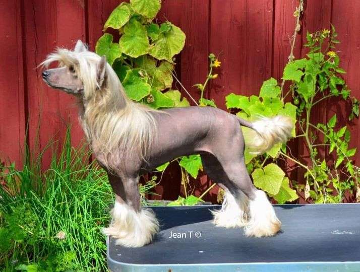 Ridgecrest's Princess Spotless