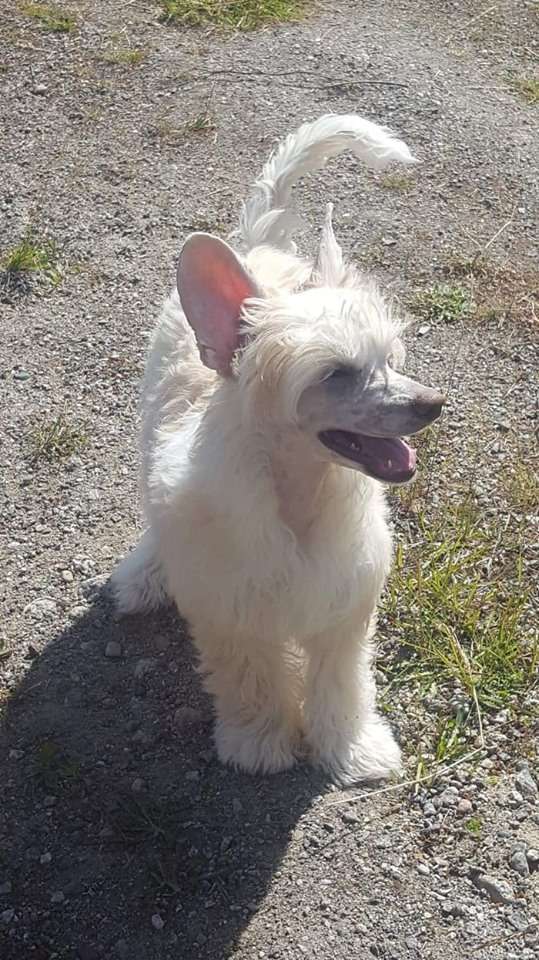 Ridgecrest's PrimaDonna