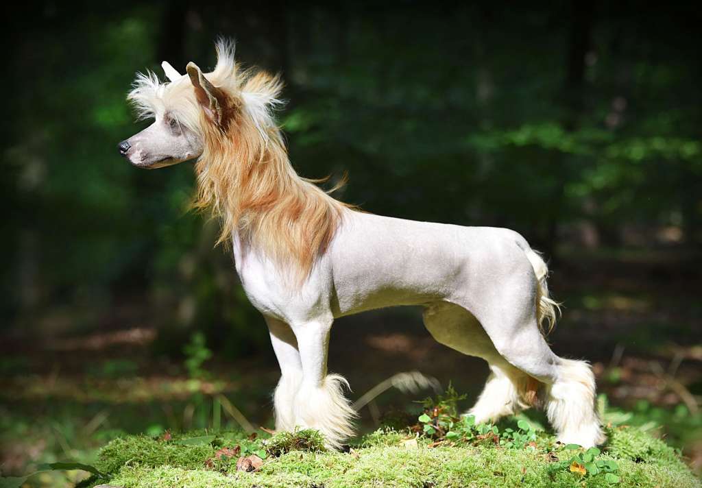 Olegro Katrin Impassioned