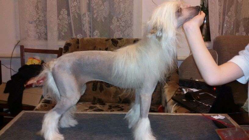 Barika Alexandrian Sun Dog