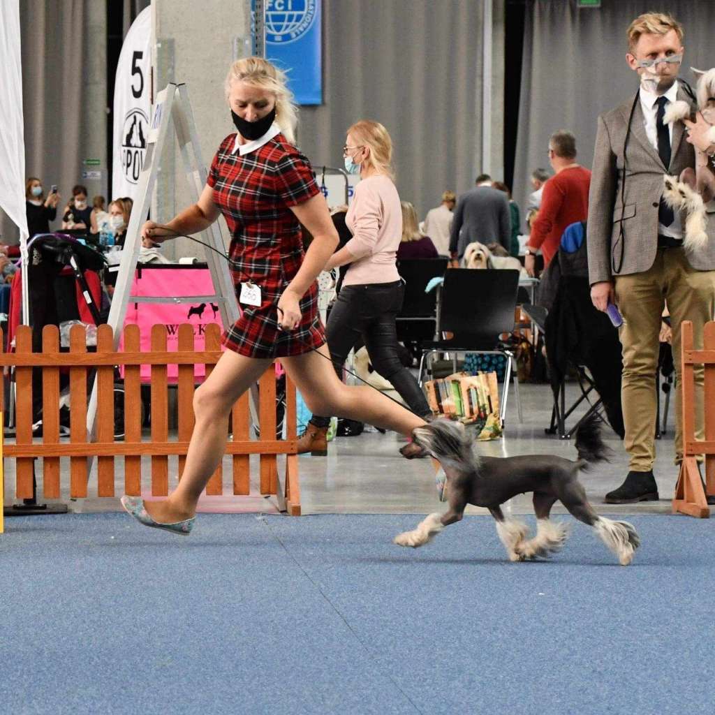 Charlotta Kings Of Dreams