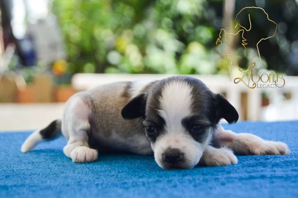 Nairobi De Lybóriu's Legacy