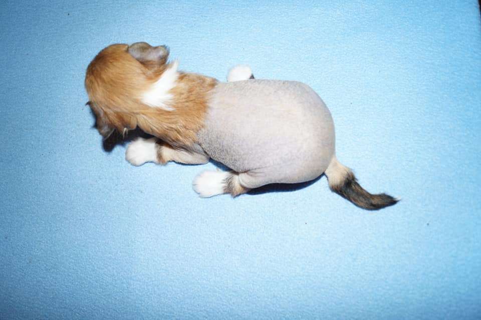 Sun Dan Ashes Of the Fire