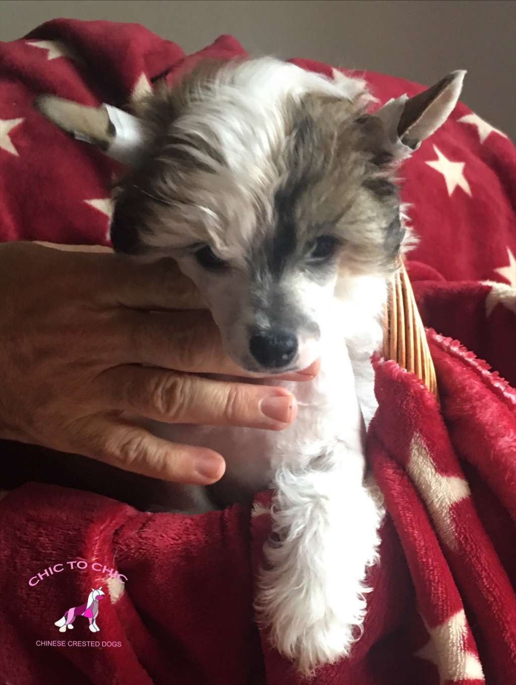 Chic To Chic Stars Wars