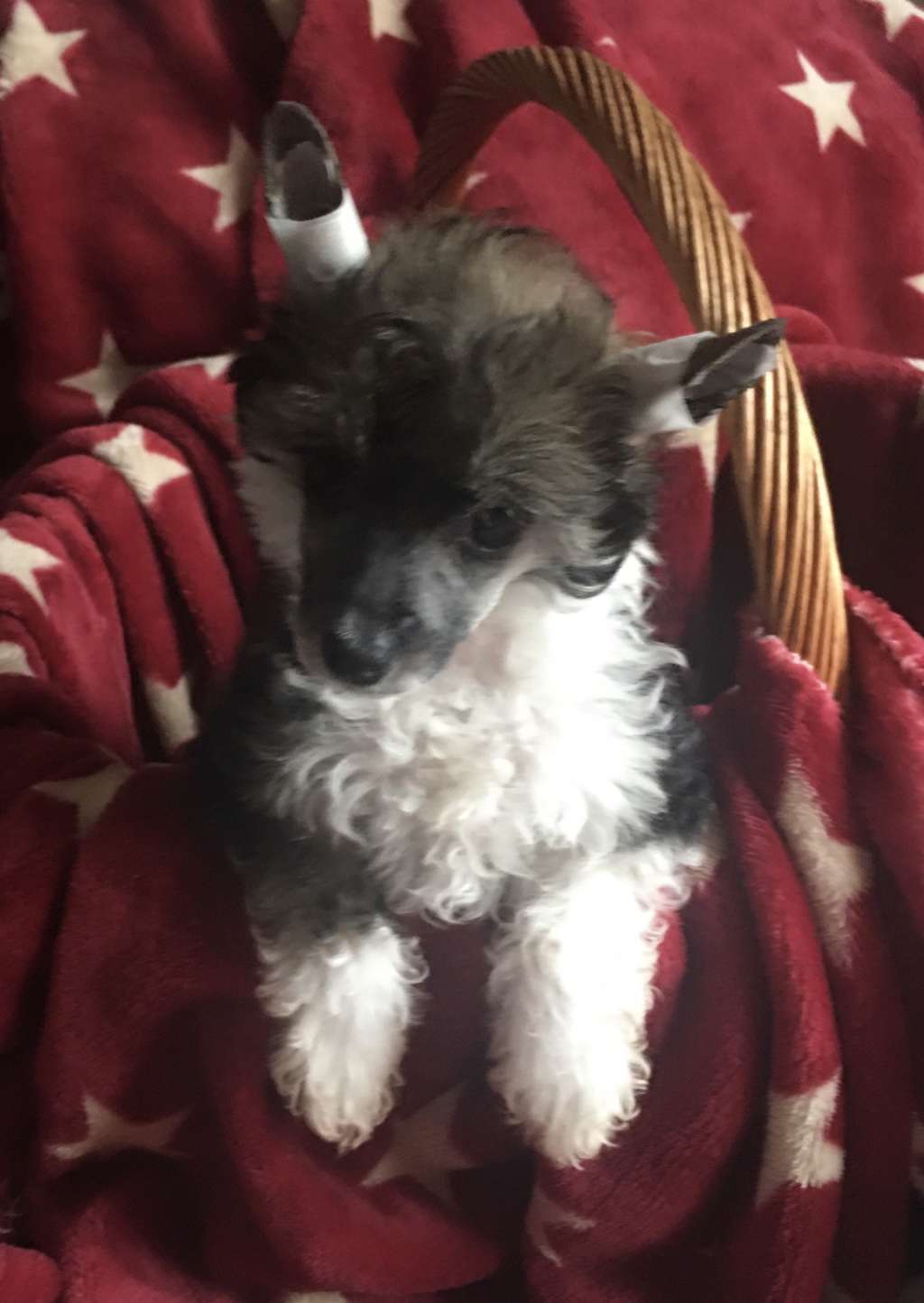 Chic To Chic The Color Purple