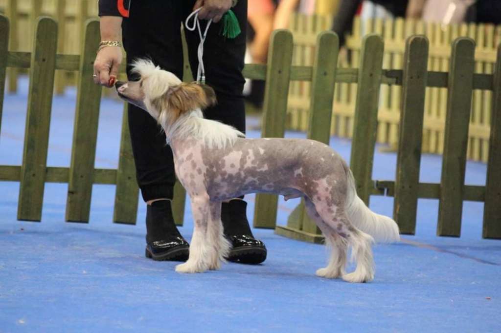 Prio Brego Hunterqueen