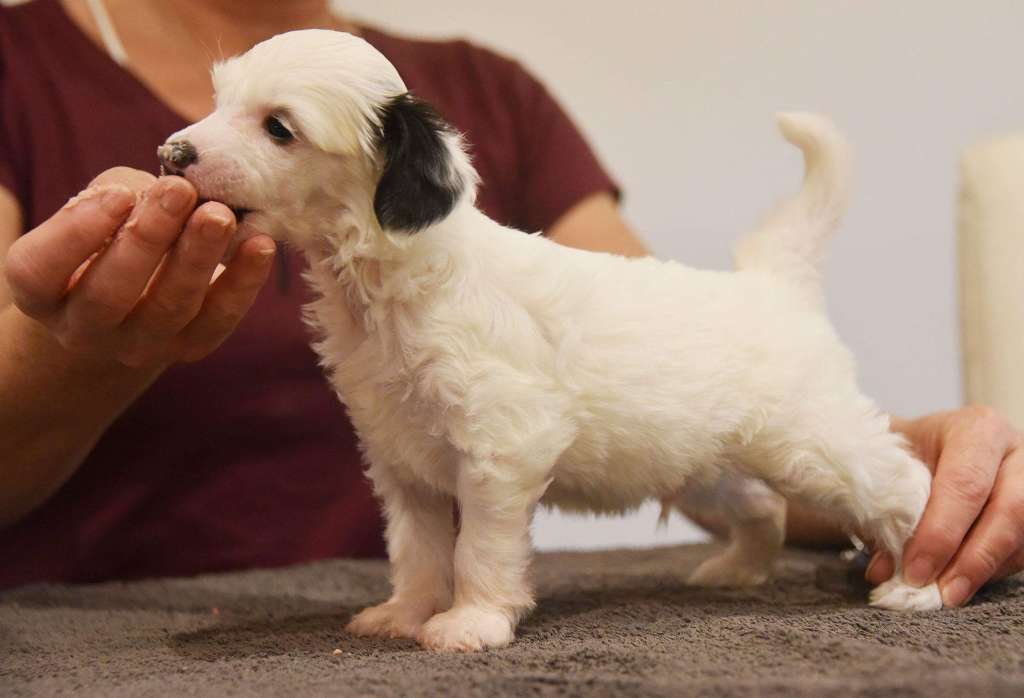 Jean Dark See You Later Alligator