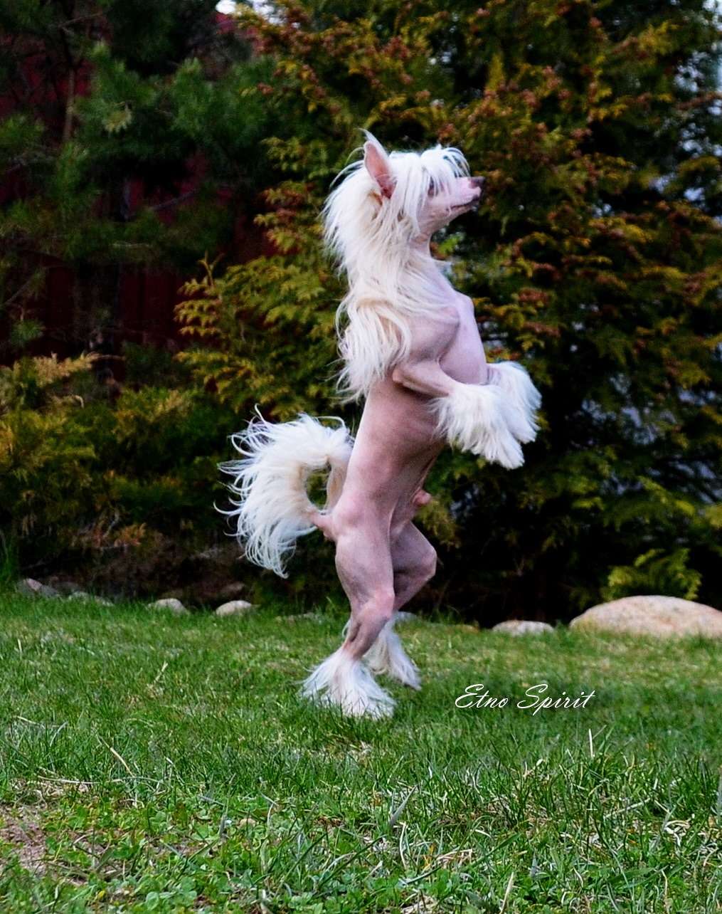 Etno Spirit Break Point