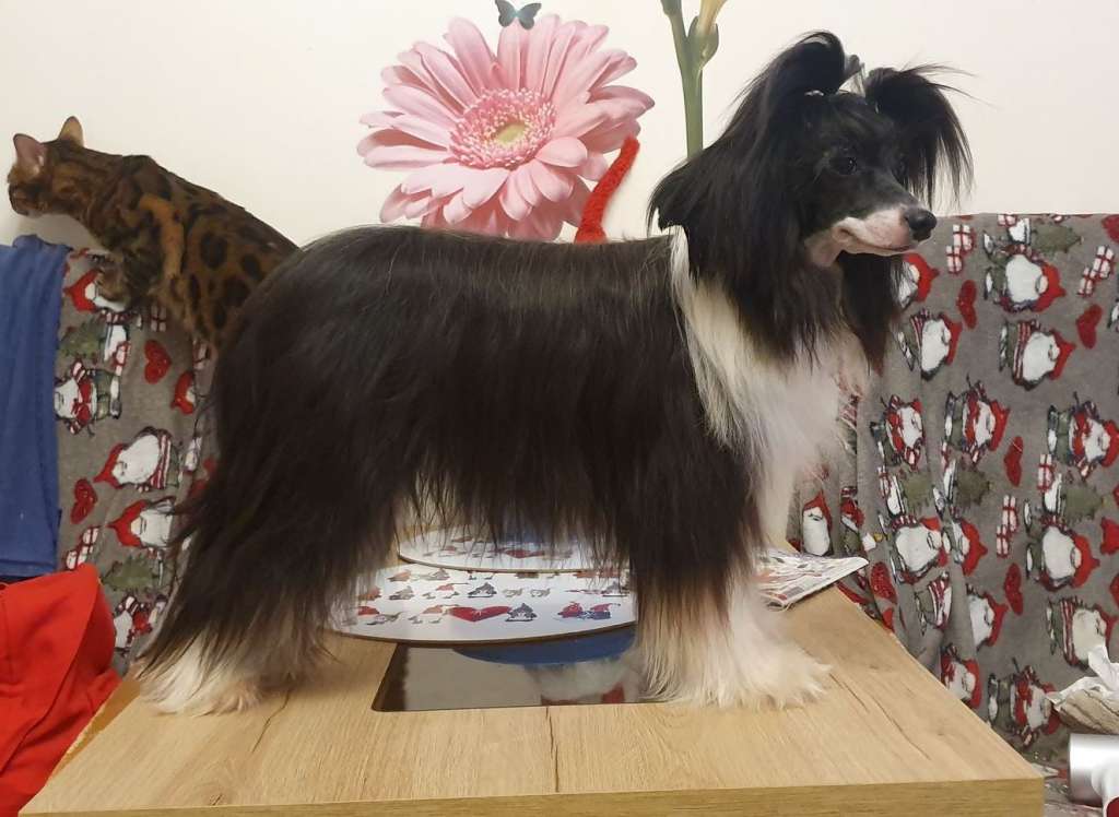 Vanessa Exotic World FCI