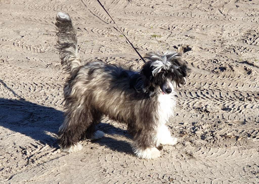 Vanilka Exotic World FCI