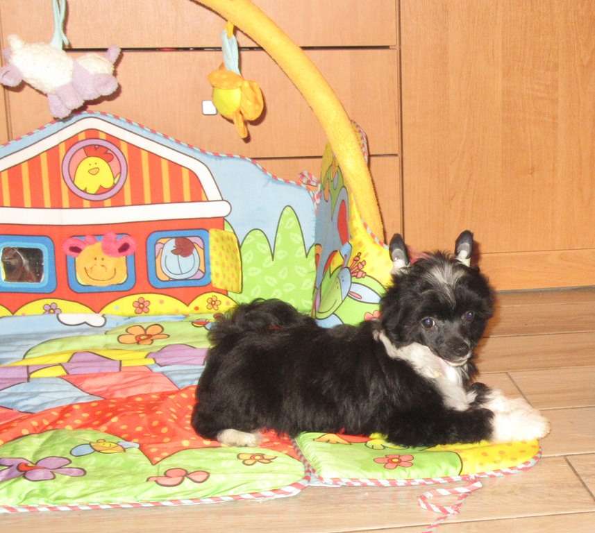 Vivienne Exotic World FCI