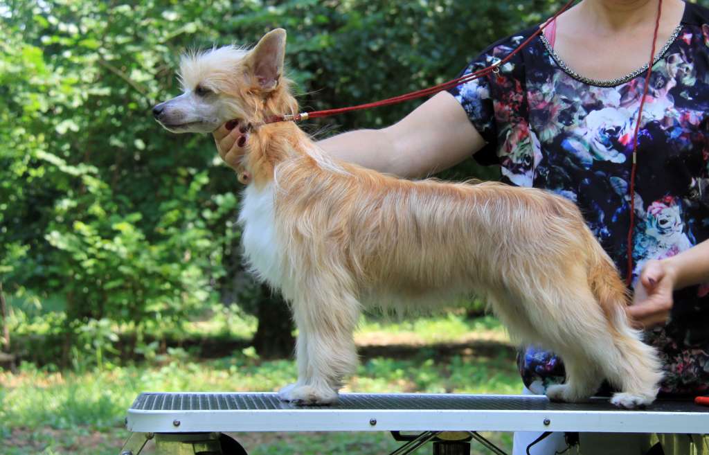 Zheneva-Debjut Big Game