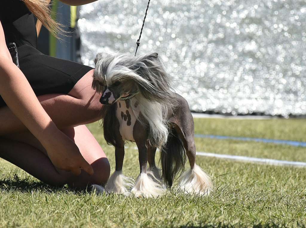 Miakoda's Flickan i Havanna