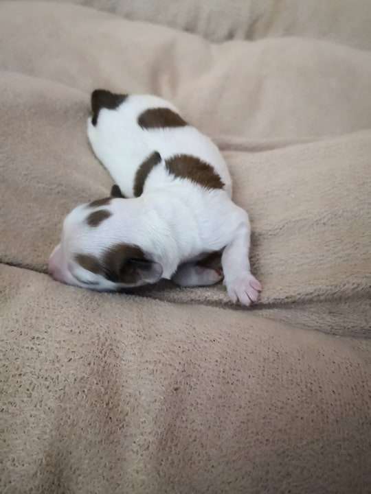 Fundoklia-völgyi Kaszanics