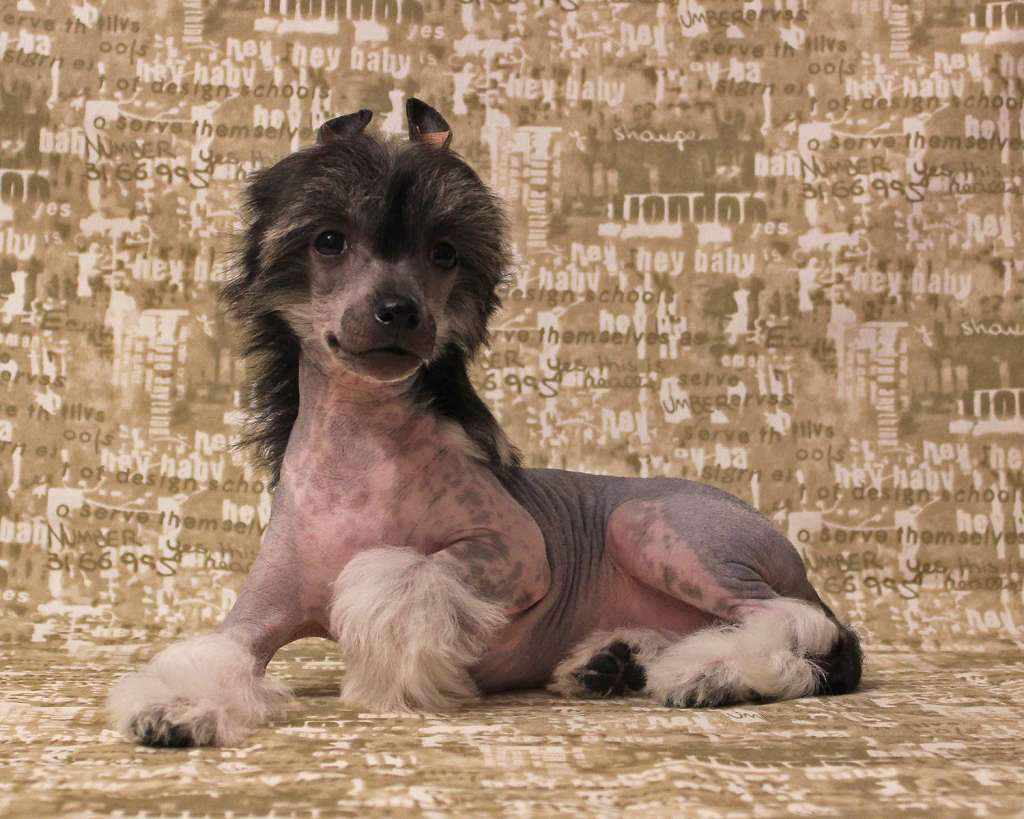 Lorita Star Orfey Povelitel' Muzyki